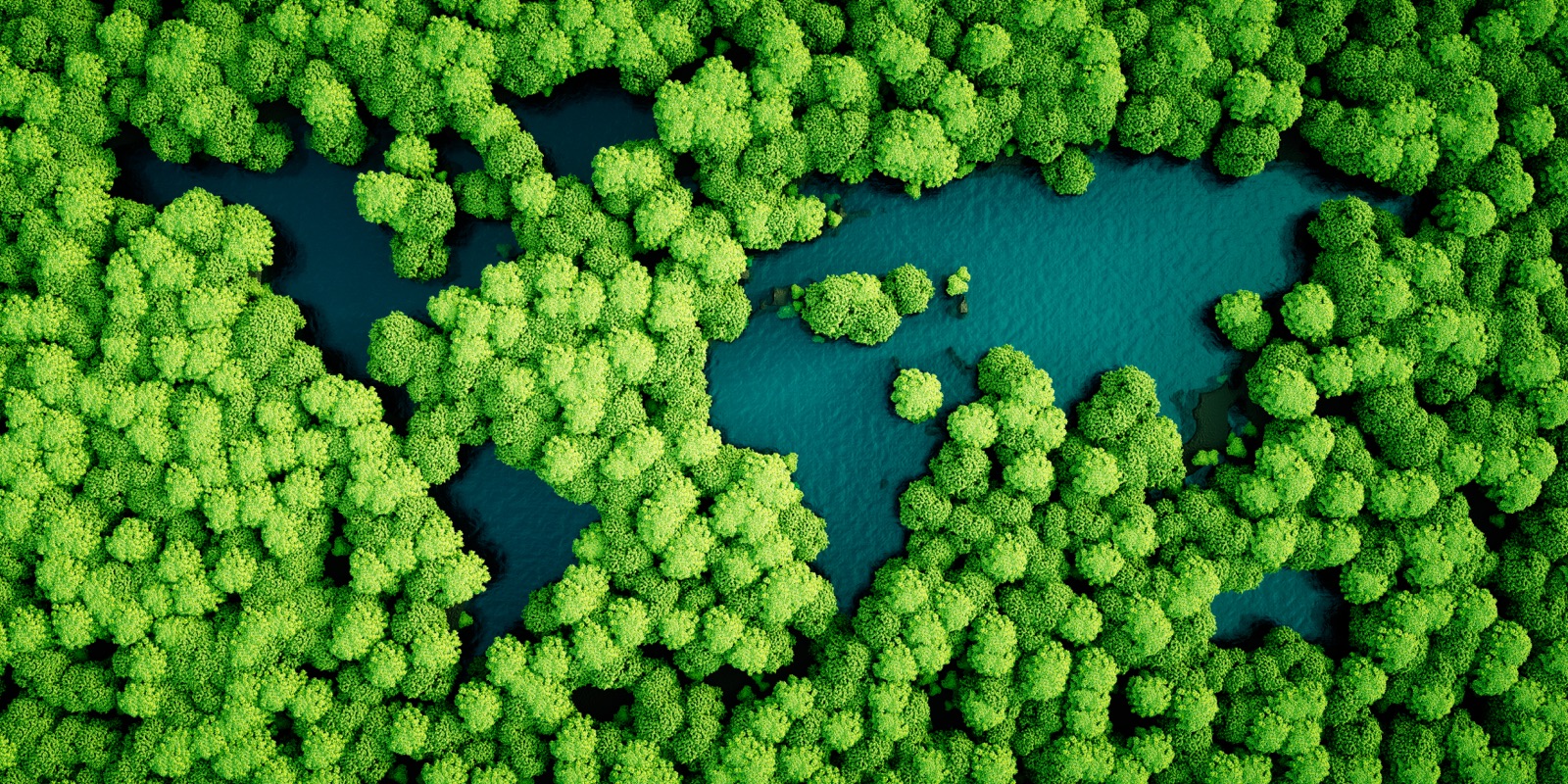 Forest landscape from above